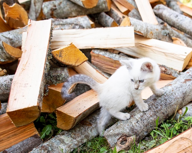 Small inquisitive playful kitten runs around a pile of firewood in a village