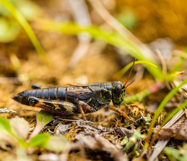 Small insect grasshopper on the yellow and green grass,