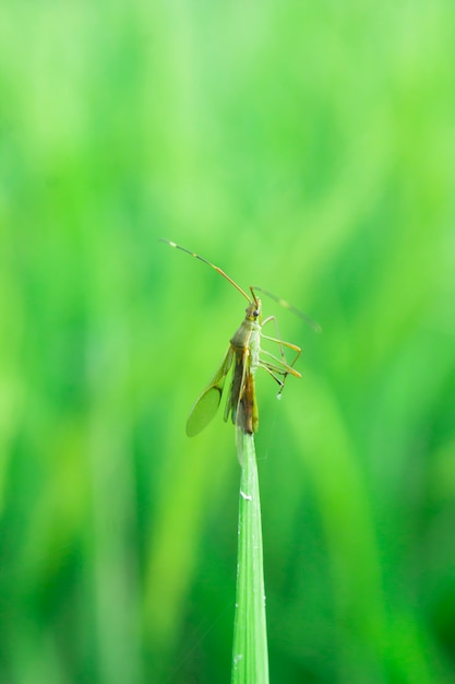 Small insect on rice field