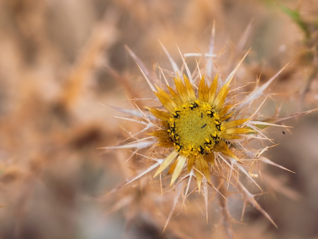 アザミの花の小さな昆虫。