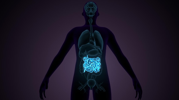 Small Intestine 3D Illustration Human Digestive System Anatomy