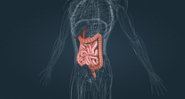 The small intestine is connected to the large intestine also
called the colon