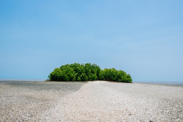 Small island in the middle of the sea, Mangrove forest in the middle of the sea.