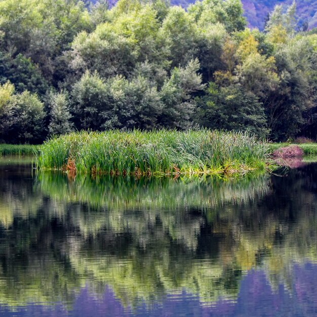 Photo small island of reeds in the river with reflections in the calm water. asturias. spain.