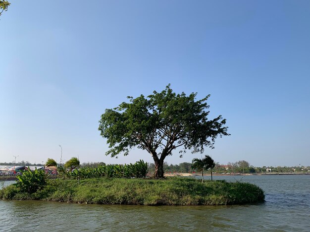 Photo a small island with a tree on it