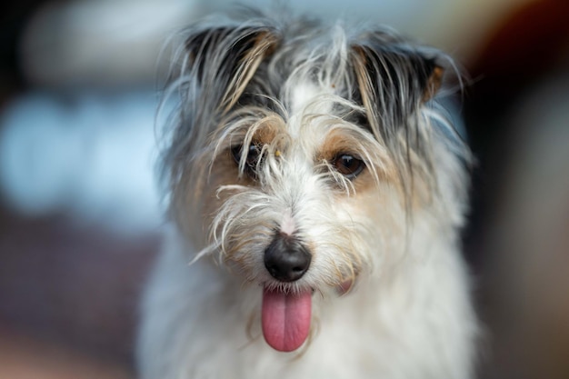 Small jack russell dog close up hairy little dog