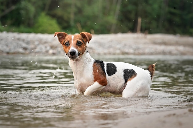 Small Jack Russell terrier crawling in shallow water on a summer day.