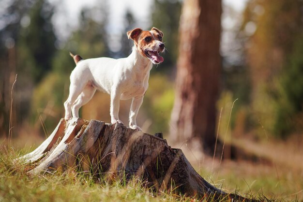 写真 ジャック・ラッセル・テリアの犬が木の幹の上に立って口を開けて舌を開けて太陽が彼女の上に照り森の木の背景がぼやけている