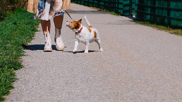 A small Jack Russell Terrier dog walking with his owner in a city alley Outdoor pets healthy living and lifestyle