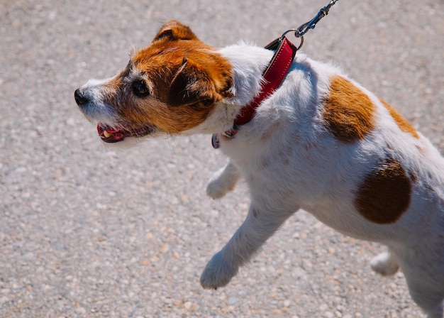 街の路地で飼い主と一緒に歩いている小さなジャック ラッセル テリア犬屋外ペットの健康的な生活とライフ スタイル