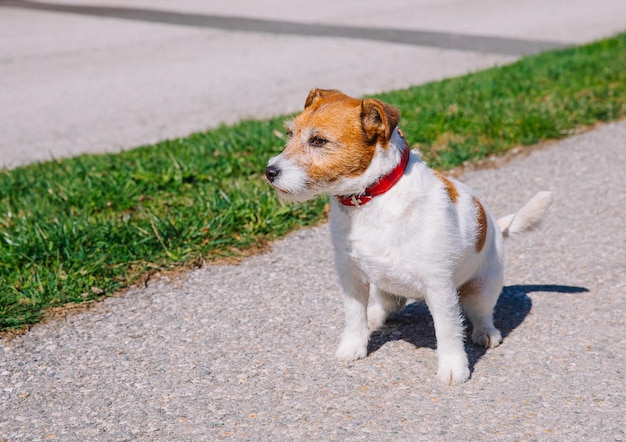 A small Jack Russell Terrier dog walking with his owner in a city alley Outdoor pets healthy living and lifestyle