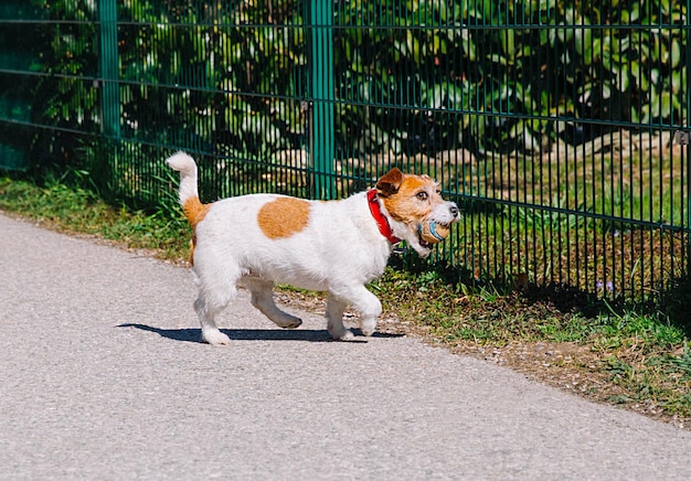 街の路地で飼い主と一緒に歩く小さなジャック ラッセル テリア犬屋外ペットの健康的な生活とライフ スタイル