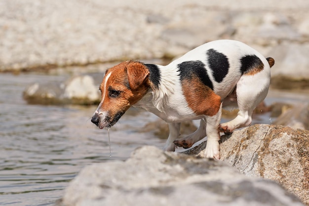 Small Jack Russell terrier playing in shallow river on sunny day, jumping from water to stone, drops splashing around