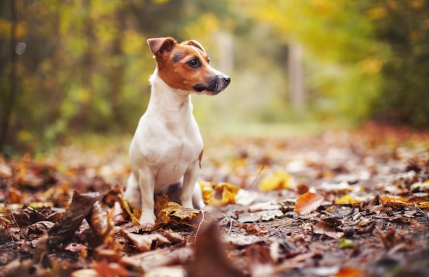 Small Jack Russell terrier sitting on forest path with yellow orange leaves in autumn, blurred trees background