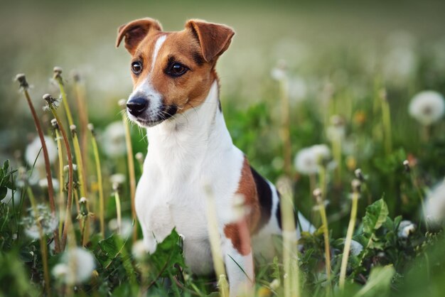 Small Jack Russell terrier sitting in green grass meadow white dandelion flowers around