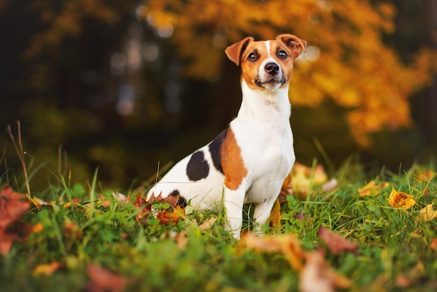 Small Jack Russell terrier sitting on meadow in autumn, yellow and orange blurred trees background