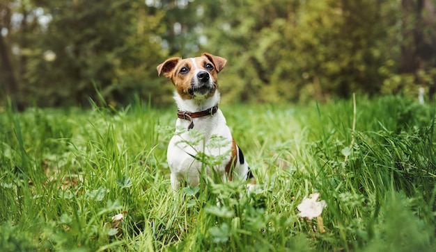 Small jack Russell terrier sitting in tall grass front view