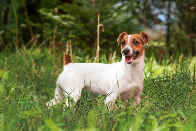 Foto piccolo jack russell terrier in piedi nell'erba fresca, guardando di lato, la lingua fuori, sfocato sullo sfondo degli alberi