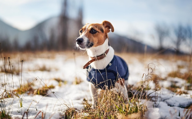 Small Jack Russell terrier stands on green grass meadow with patches of snow during freezing winter day blurred trees and hills behind her