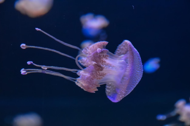 Small Jelly Fish