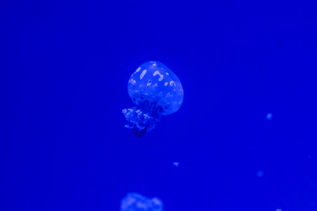 Small jellyfish