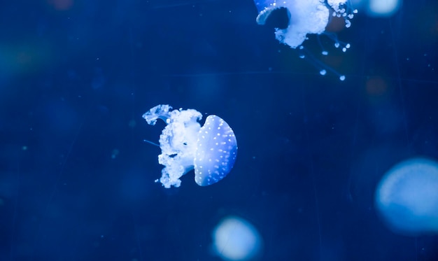 Small jellyfishes illuminated with blue light swimming in aquarium.