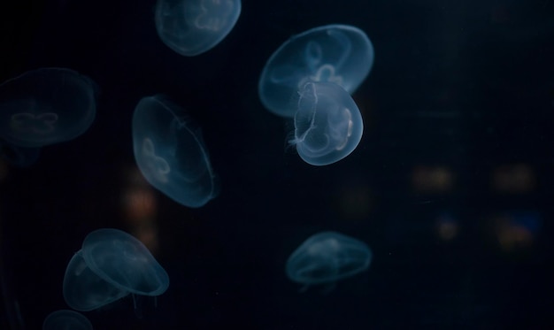 Small jellyfishes illuminated with blue light swimming in aquarium.