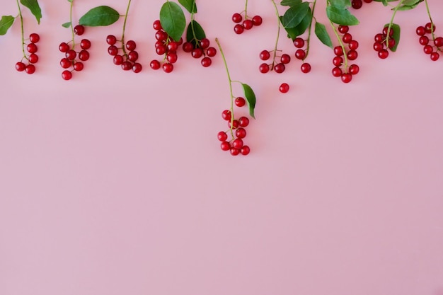 Foto piccole bacche rosse succose di fila orizzontalmente su uno sfondo rosa con spazio per la copia del testo