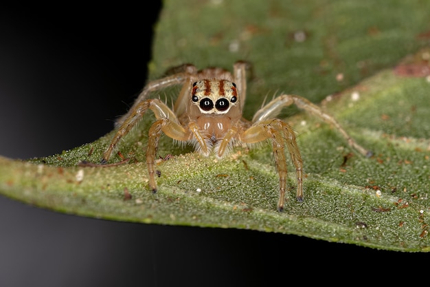 Small Jumping Spider of the Genus Chira