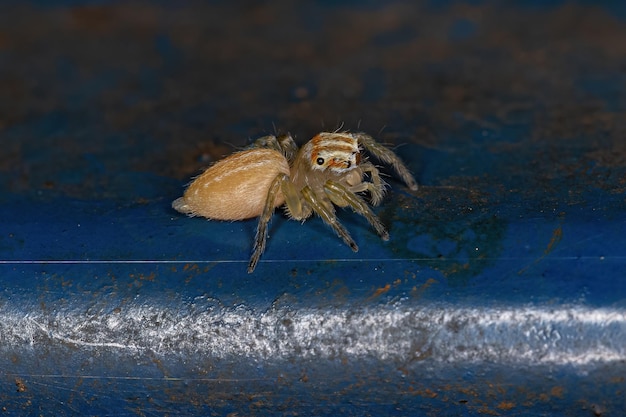 Small Jumping Spider of the Genus Chira