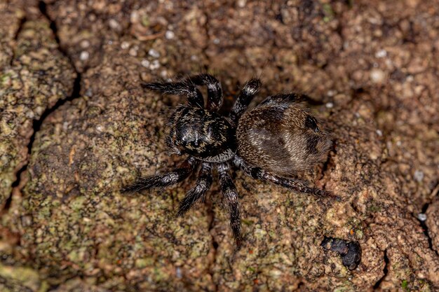 幹上のDolichoderusbispinosus種の臭いアリを模倣するCorythalia属の小さなハエトリグモ