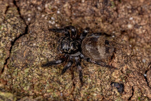 Small jumping spider of the genus Corythalia that mimics Odorous Ants of the species Dolichoderus bispinosus on a trunk