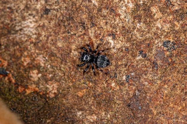 Corythalia属の小さなハエトリグモ