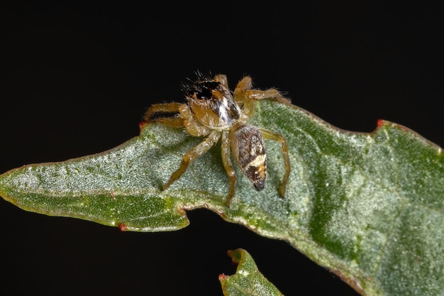 ハイビスカスサブダリファの葉の上のFrigga属の小さなハエトリグモ