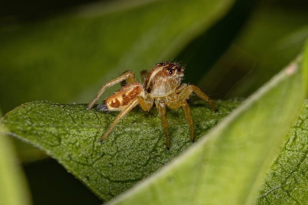 フリッガ属の小さなハエトリグモ