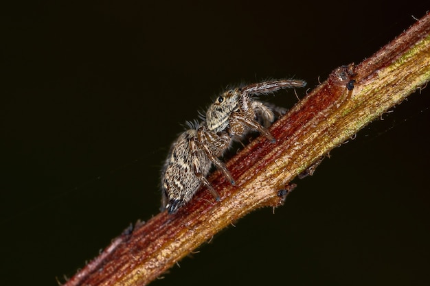 Small Jumping Spider of the Genus Pachomius