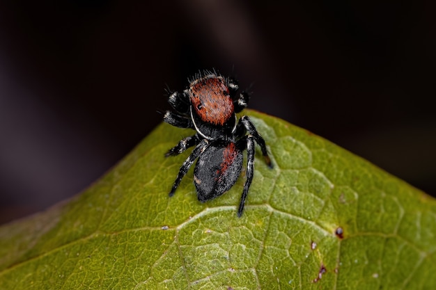Маленький паук-прыгун из рода Phiale