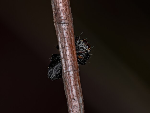 Photo small jumping spider of the genus phiale