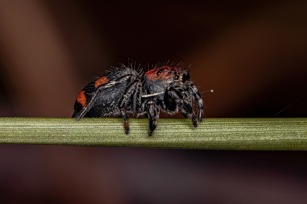 Small Jumping spider of the Genus Phiale