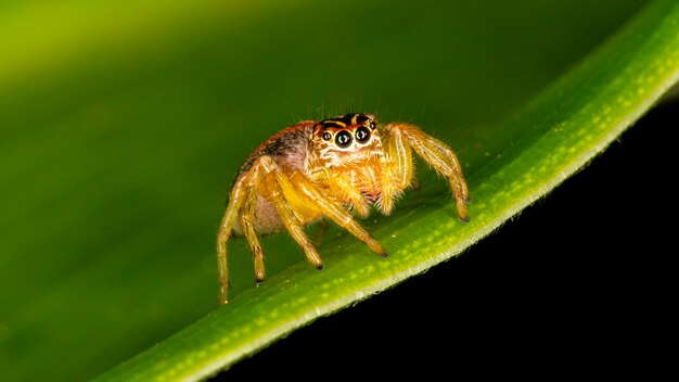 Small jumping spider on green leaf.