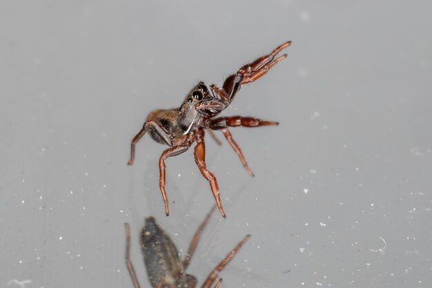 Small jumping spider of the species Breda modesta