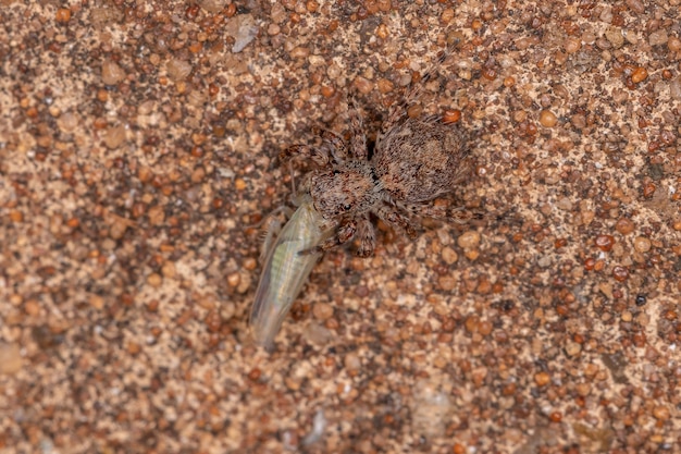 Cicadellidae 가족의 전형적인 Leafhopper에서 먹이를 먹는 Marma nigritarsis 종의 작은 점프 거미