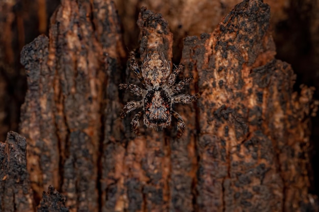 Small Jumping spider of the species Marma nigritarsis