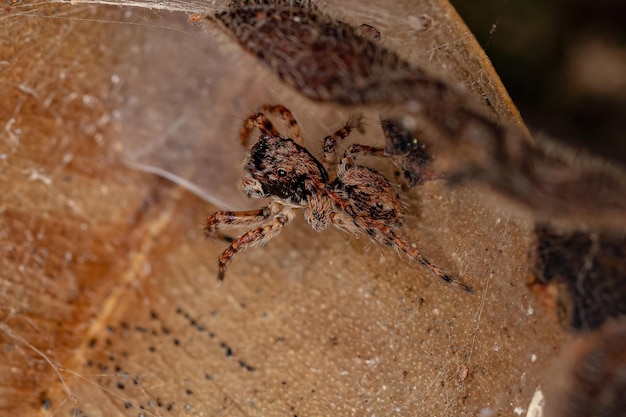 Marma nigritarsis 종의 작은 점프 거미