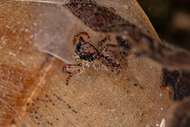 Small Jumping spider of the species Marma nigritarsis