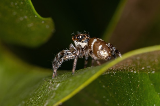 Philiramicans種の小さなハエトリグモ