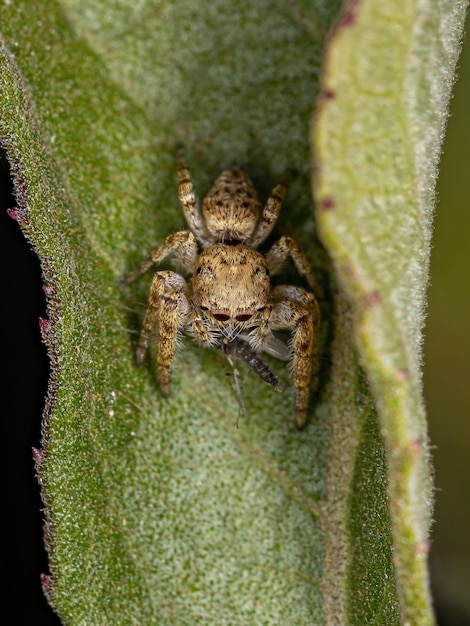 蚊を捕食する亜族Dendryphantinaの小さなハエトリグモ