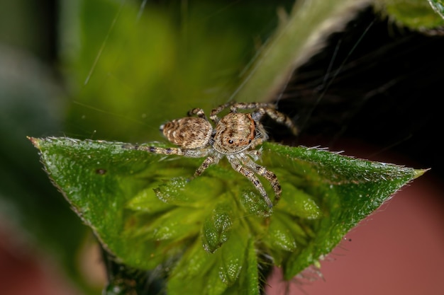 Small Jumping Spider of the Subtribe Dendryphantina