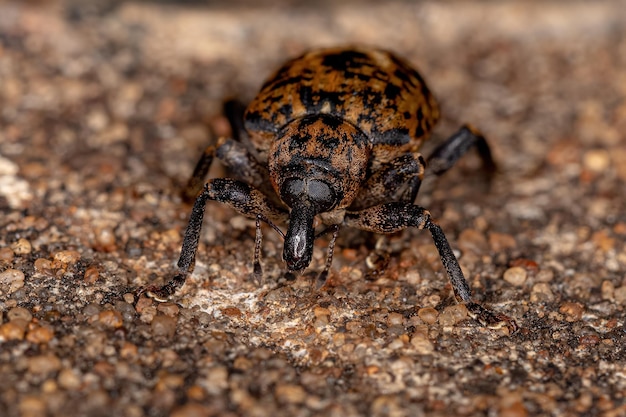 Small Jumping Spider of the Subtribe Dendryphantina