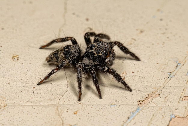 Small jumping spider